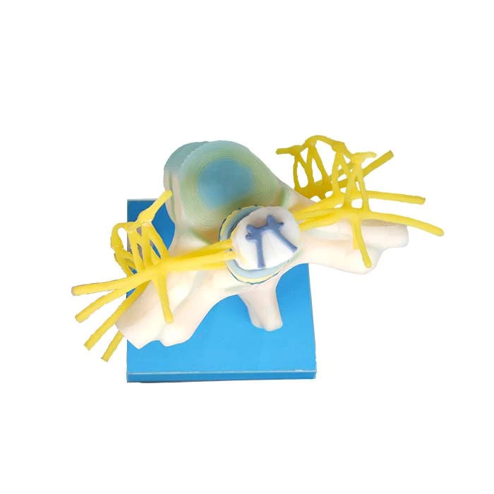 Spinal Cord, Spinal Nerve And Sympathetic Trunk Anatomy Model