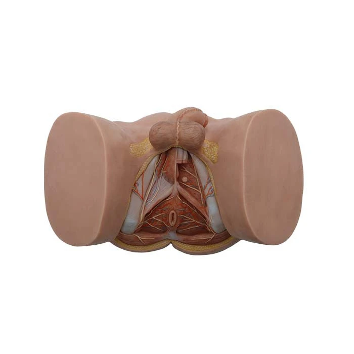 anatomical medical models