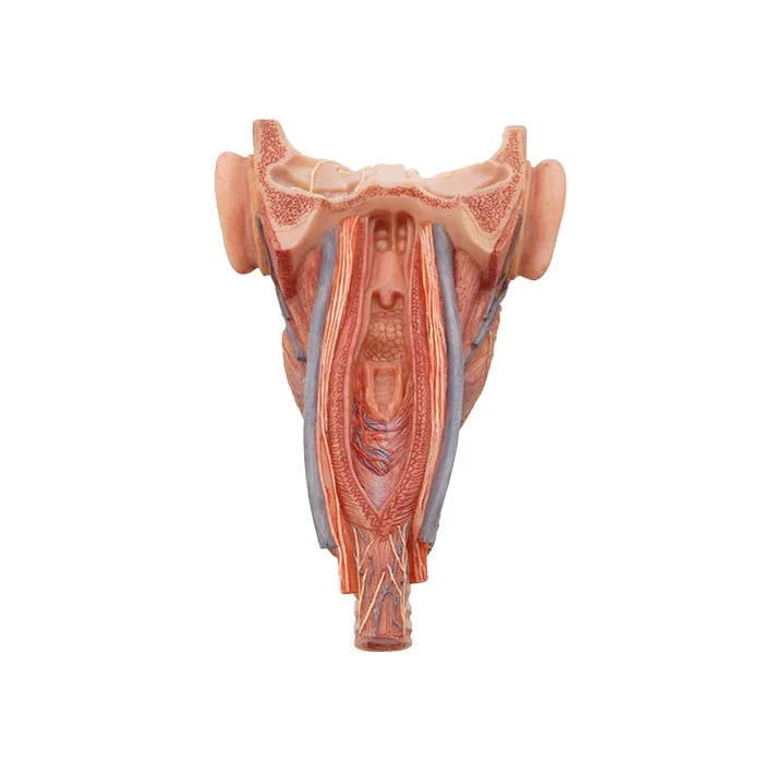 Pharynx Model