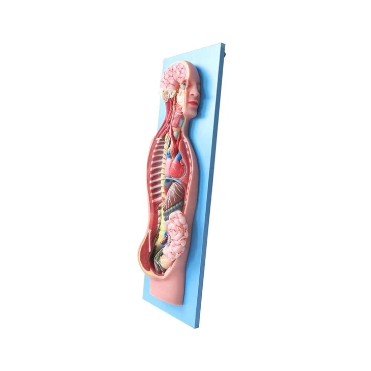 Silicone Sympathetic Nervous System Anatomy Model