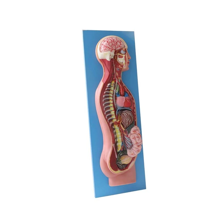 Sympathetic Nerves Anatomy Model For Medical Students
